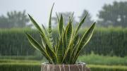 Pocos lo saben: para qué sirve regar una sansevieria o lengua de suegra con agua de lluvia