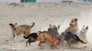 Mujer es atacada por una jauría de perros en El Alto y la dejan gravemente herida con 30 días de impedimento