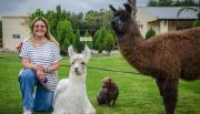 Cuando tus mascotas son llamas, gatos y un pavo real