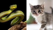 Maestra alimentó a una serpiente con un gatito vivo, lo hizo en pleno salón de clases