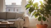 Podés matar a tus plantas: los 3 lugares donde nunca tenés que ubicarlas, según un experto