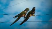 Invasión de loros barranqueros se comen los cables y dejan sin luz a miles de usuarios
