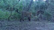 Volvieron a cuestionar ante la Corte Suprema el nuevo ordenamiento de bosques de Salta 