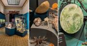 El Museo de La Plata sumó una nueva exhibición en medio del furor por los hallazgos del Conicet