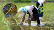 El país que pone a trabajar miles de peces en sus campos: eleva la calidad de manera sorprendente