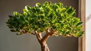 Árbol de jade en primavera: cómo debo regar la planta cuando hace mucho calor