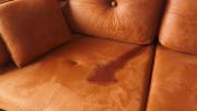 Con un truco casero: cómo remover las manchas de orina de gato de las alfombras y sillones