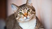 Estas son 8 señales de que tu gato tiene pulgas, según especialistas