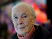 Murió Jane Goodall a los 91 años, la famosa conservacionista que vivió con chimpancés