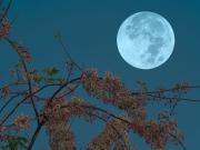 Superluna y Luna llena de cosecha de octubre 2025: cuándo es y de qué se trata este fenómeno astronómico