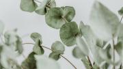 ¿Artrosis? La hierba aromática fácil de conseguir que alivia los dolores y mejora la circulación