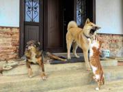 Multas de $10.000 en Florida: ¿Qué acciones castiga la nueva Ley de Protección Animal?