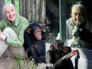 Murió Jane Goodall, pionera de la conservación y estudio de los chimpancés