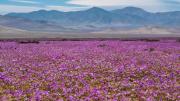 Desierto Florido 2025: dónde viajar y en qué fechas ver el espectáculo natural en Chile