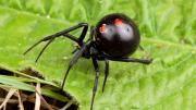 Descubren cómo la hace la araña viuda negra para encontrar pareja: la respuesta te sorprenderá