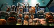 Todas las fotos de la nueva sala del Museo de La Plata dedicada a los invertebrados y el fondo del mar
