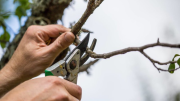 Murió un hombre al caer de un árbol mientras realizaba trabajo de poda