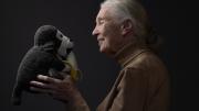 Murió la etóloga  Jane Goodall a los 91 años