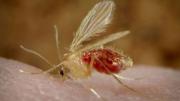 Ya llegan a 95 los casos de leishmaniasis visceral canina en la provincia