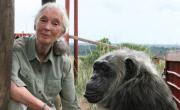 Murió Jane Goodall, pionera en el estudio de los chimpancés, a los 91 años