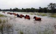 Declararon emergencia agropecuaria en diez distritos bonaerenses