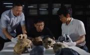 Descubrimiento del siglo en China que reformula la teoría de la evolución humana: qué encontraron¿
