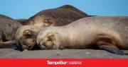 La población de elefantes marinos del sur disminuyó un 60% por gripe aviar