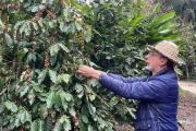 Cómo es el programa provincial que busca impulsar la producción de café en Tucumán