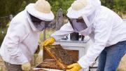 España: descubren una colmena de 100.000 abejas en un edificio de Granada