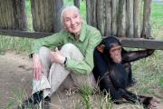 Murió Jane Goodall, la mujer de los chimpances: fue un ícono de la ecología del siglo 20