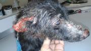 Alerta por casos de leishmaniasis: la enfermedad que puede contagiar a perros y humanos
