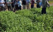 Pergamino fue sede de la Gira de la Arveja 2025 con cultivos en plena floración