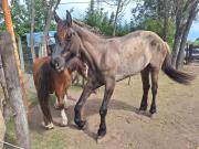 Nos quieren quebrar: la denuncia de una fundación animalista y la persecución que parte del peor intendente de Córdoba