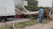 El titular de Vialidad Provincial negó que Maipú haya pedido sacar el árbol que cayó y mató a una mujer