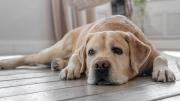¿Cuántas horas puede quedarse un perro solo en casa sin sufrir secuelas? La recomendación de expertos