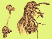 Dentro de un ámbar encontraron una avispa, una flor y la larva de una mosca