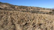 Subalcalde de Cercado anuncia distribución de forraje para comunidades afectadas por el cambio climático