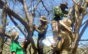 Alzan vuelo 243 cotorras en los cielos de Margarita durante 2025 – Correo del Caroní