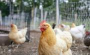 Reactivan las exportaciones aviares tras la influenza