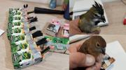 Rescataron 50 aves que eran traficadas desde Argentina a Chile en cajitas de jugo