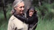 (VIDEO) Fallece Jane Goodall, pionera en el estudio de los chimpancés, a los 91 años