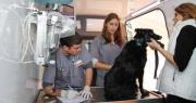 Castración y vacunación gratis para perros y gatos en CABA: días y horarios de atención en octubre
