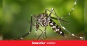 Inauguraron una fábrica de mosquitos modificados para combatir el dengue