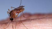 Qué es la fiebre de Oropouche y cómo prevenirla: alertan por la presencia del jején en el norte