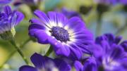Ni petunias ni margaritas: la planta que florece toda la primavera y transforma tu jardín en un cuadro de van Gogh