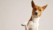 Preocupan los casos de leishmaniasis visceral canina en Salta