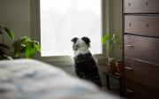 España: expertos en bienestar animal explican cuánto tiempo puede estar un perro solo en casa,