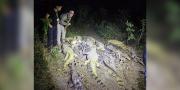 Investigan presunto biocidio tras el hallazgo de 41 caimanes desollados en una laguna de Casarabe, Beni
