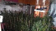 Denunció robo de celulares y le encontraron plantas de marihuana