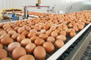 El huevo, el segundo alimento más importante de la dieta argentina: los desafíos que enfrenta la industria y la competencia internacional